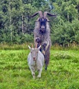 Two goats couple Royalty Free Stock Photo