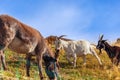 Two goats and a donkey in an alpine pasture Royalty Free Stock Photo