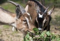 Two goats eating