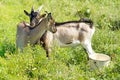 Two goats graze in the meadow Royalty Free Stock Photo