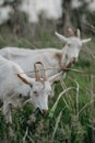 Two goats graze on the meadow Royalty Free Stock Photo