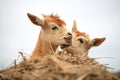 two goats head-butting on top of a hay pile Royalty Free Stock Photo