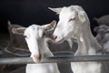 Two goats look bars of stable Royalty Free Stock Photo