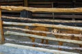 Two Goats Look at the Camera. Goats in the Barn at an Eco Farm Located in the Countryside