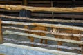 Two Goats Look at the Camera. Goats in the Barn at an Eco Farm