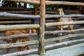 Two Goats Look at the Camera. Goats in the Barn at an Eco Farm Located in the Countryside