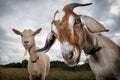 Two goats look at the camera