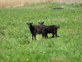 two goats in the meadow Royalty Free Stock Photo