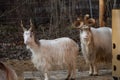 Two goats, one with a funny curled horn on a farm. Royalty Free Stock Photo