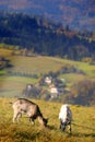 Two goats on the pasturage