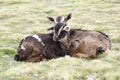 Two goats on pasture in Geech camp, Simien mountains