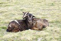 Two goats on pasture in Geech camp, Simien mountains