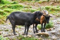 Goats on Pasture