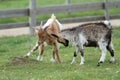 Two goats playing