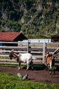 Two goats with rabbits in farm in a mountain scenery Royalty Free Stock Photo