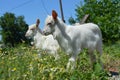 Two goats. Small goats. Chamomile. Sunny day. Nature and animals