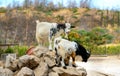 Two goats stand on rocks