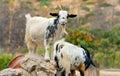 Two goats stand on rocks