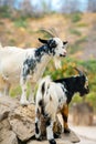 Two goats stand on rocks