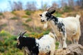 Two goats stand on rocks