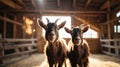 Two Friendly Goats in a Barn, Sunlit Portrait Royalty Free Stock Photo