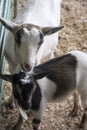 Goats standing in their pen