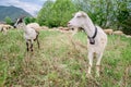 Two goats of white color graze in a meadow. Royalty Free Stock Photo