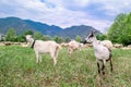 Two goats of white color graze in a meadow. Royalty Free Stock Photo