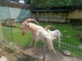 Two goats waiting for food from visitor