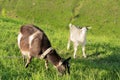 Two goats on the lawn Royalty Free Stock Photo