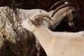 Two goats with white hair and horns eat grass close-up. Agriculture, farming, livestock farming Royalty Free Stock Photo