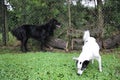 Two dogs on the garden