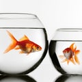 Two gold fish in aquariums Royalty Free Stock Photo