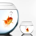 Two Gold fish Royalty Free Stock Photo