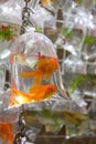 Two Goldfish Royalty Free Stock Photo