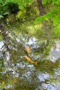 two gold fish swimming in clear water at Yufuin, Japan. Royalty Free Stock Photo