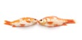 Two gold fishes on white background