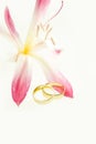 Two gold wedding bands beside a fresh red flower Royalty Free Stock Photo