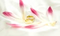 Two gold wedding bands beside a fresh red flower Royalty Free Stock Photo
