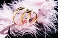 Two gold wedding rings on a black background with pink feathers. Love and wedding concept Royalty Free Stock Photo