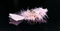 Two gold wedding rings on a black background with pink feathers. Love and wedding concept Royalty Free Stock Photo