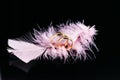 Two gold wedding rings on a black background with pink feathers. Love and wedding concept Royalty Free Stock Photo