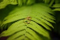 Two gold wedding rings lie on a green fern leaf. Wedding rings on a background of greenery and fern leaves. Copy space, top view, Royalty Free Stock Photo