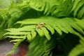 Two gold wedding rings lie on a green fern leaf. Wedding rings on a background of greenery and fern leaves. Copy space, top view, Royalty Free Stock Photo