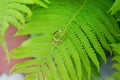 Two gold wedding rings lie on a green fern leaf. Wedding rings on a background of greenery and fern leaves. Copy space, top view, Royalty Free Stock Photo