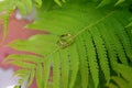 Two gold wedding rings lie on a green fern leaf. Wedding rings on a background of greenery and fern leaves. Copy space, top view, Royalty Free Stock Photo