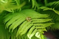 Two gold wedding rings lie on a green fern leaf. Wedding rings on a background of greenery and fern leaves. Copy space, top view, Royalty Free Stock Photo