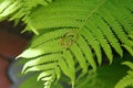 Two gold wedding rings lie on a green fern leaf. Wedding rings on a background of greenery and fern leaves. Copy space, top view, Royalty Free Stock Photo