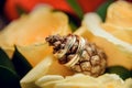 Two gold wedding rings lying on a pile of pine cones Royalty Free Stock Photo