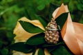 Two gold wedding rings lying on a pile of pine cones Royalty Free Stock Photo